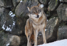 Monitoraggio dei mammiferi, iniziativa a più voci monitoraggio dei mammiferi: lupo in montagna