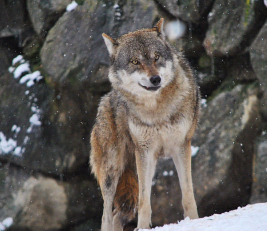 Monitoraggio dei mammiferi, iniziativa a più voci monitoraggio dei mammiferi: lupo in montagna