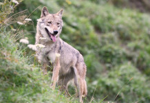 Monitoraggio del lupo, inizia la seconda fase monitoraggio del lupo: lupo in collina