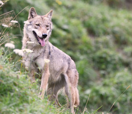 Monitoraggio del lupo, inizia la seconda fase monitoraggio del lupo: lupo in collina