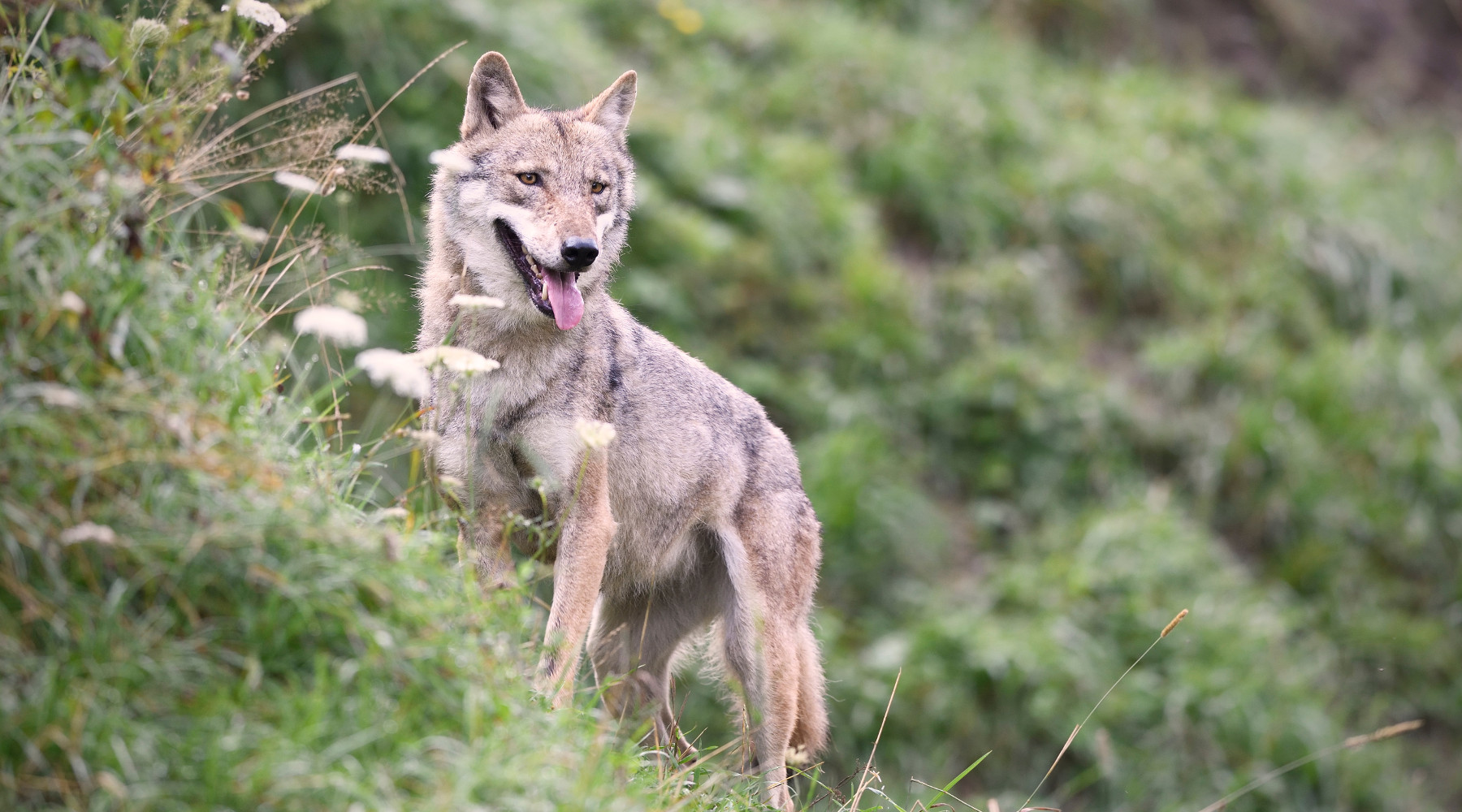 monitoraggio del lupo: lupo in collina
