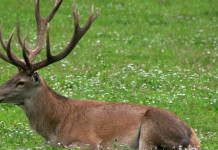 Parco naturale La Mandria: bando per la partecipazione a interventi di controllo del cervo Parco naturale La Mandria bando per la partecipazione a interventi di controllo del cervo