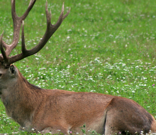 Parco naturale La Mandria: bando per la partecipazione a interventi di controllo del cervo Parco naturale La Mandria bando per la partecipazione a interventi di controllo del cervo