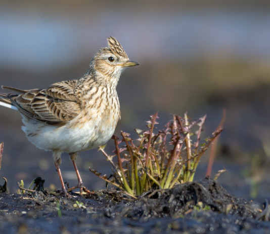 Piano di gestione dell’allodola, cabina di regia scrive al governo piano di gestione dell'allodola: allodola in ambiente naturale