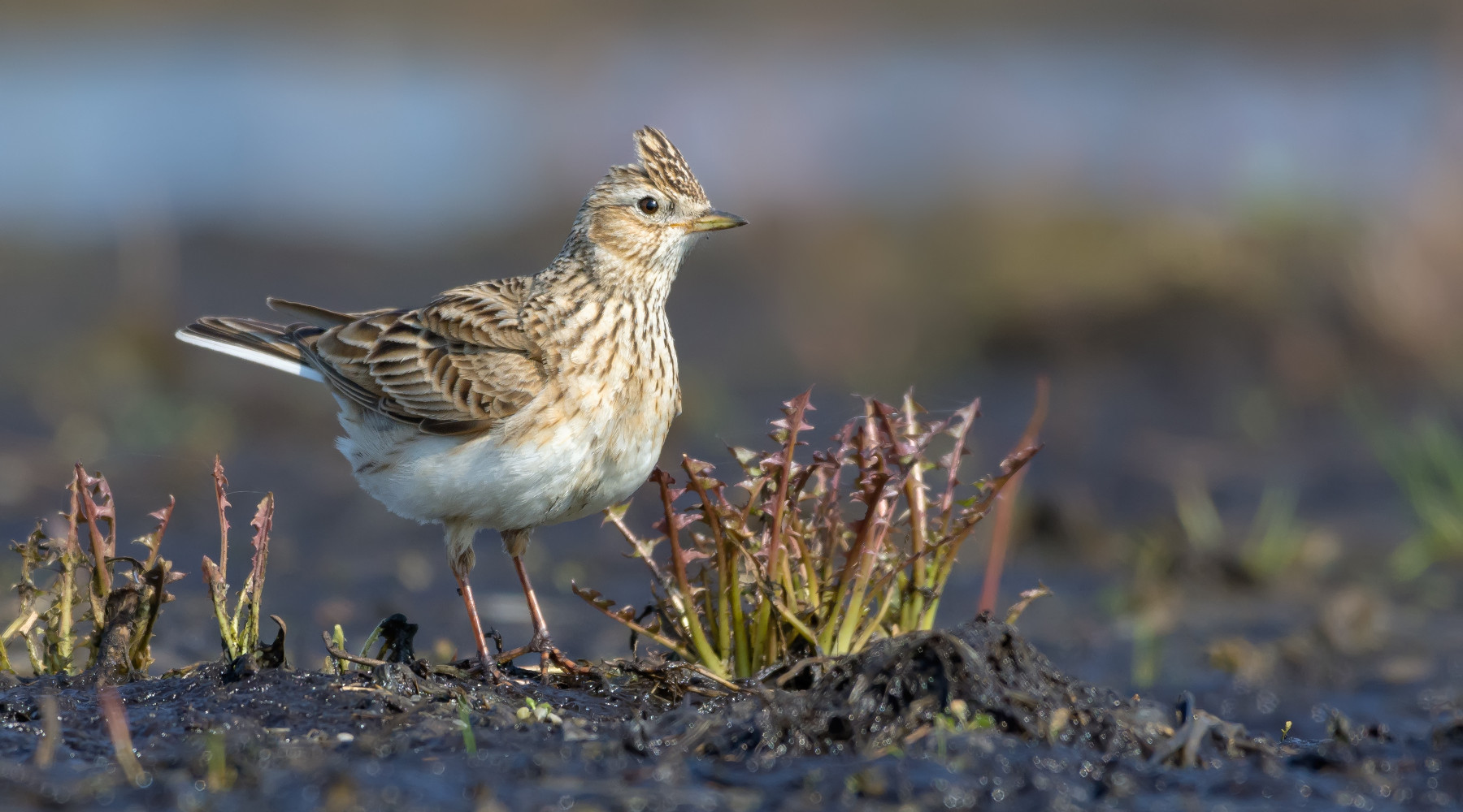 Piano di gestione dell’allodola, cabina di regia scrive al governo piano di gestione dell'allodola: allodola in ambiente naturale