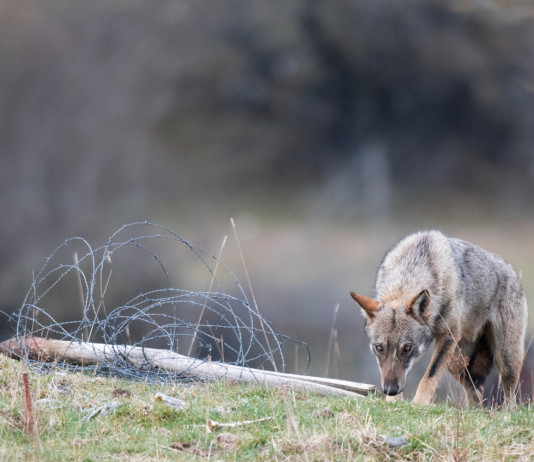 Piano nazionale lupo, conclusa la prima fase piano nazionale lupo: lupo in appennino