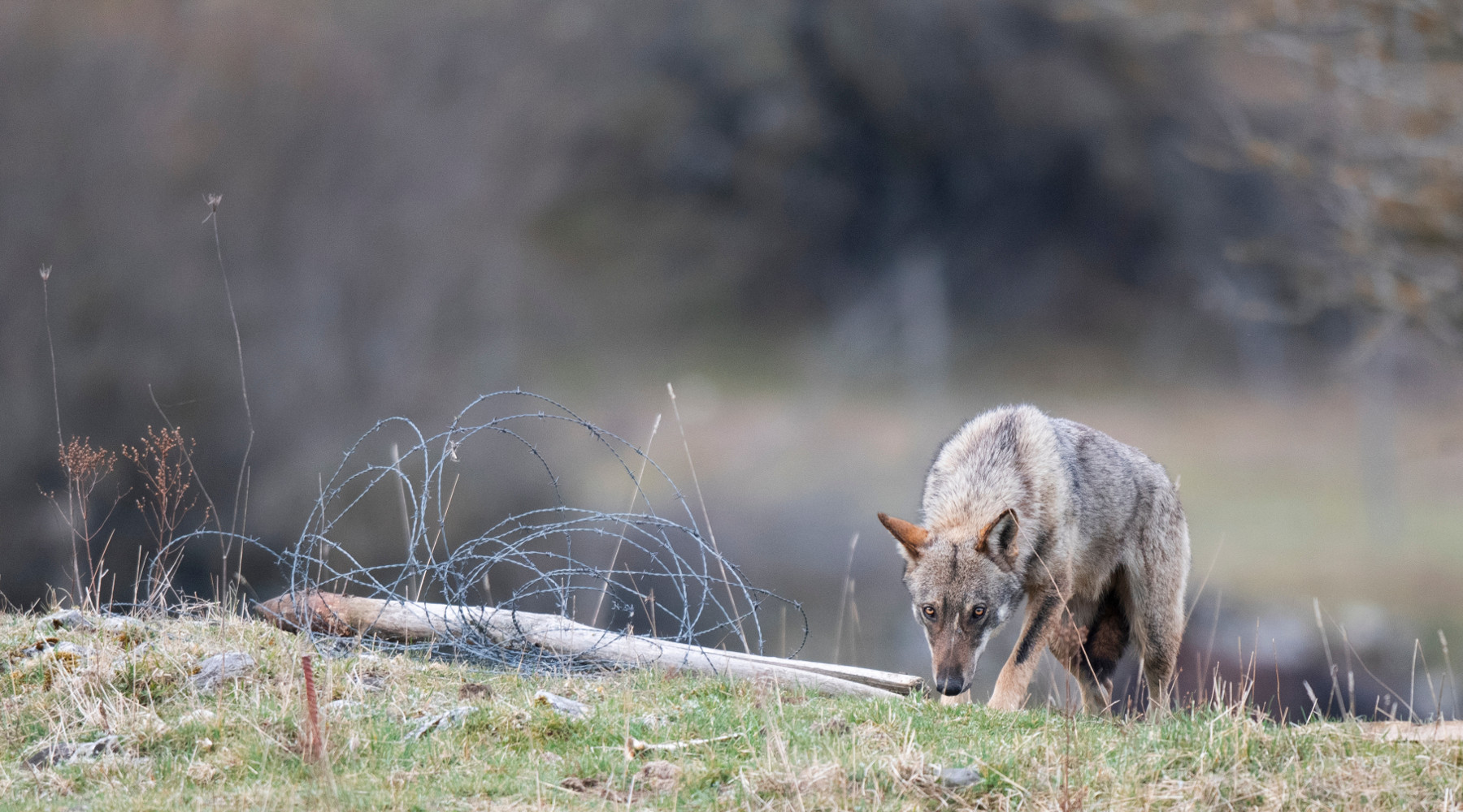 Piano nazionale lupo, conclusa la prima fase piano nazionale lupo: lupo in appennino