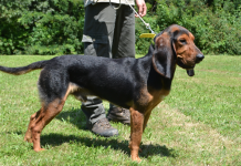 Segugio del Giura: lungo ed estremo segugio del Giura