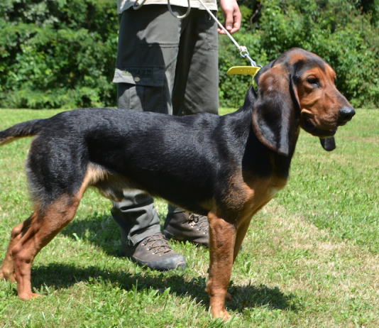 Segugio del Giura: lungo ed estremo segugio del Giura