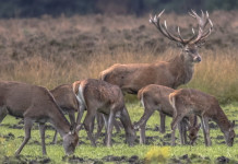 Strategie riproduttive degli ungulati: i costi dell’amore Strategie riproduttive degli ungulati i costi dell’amore