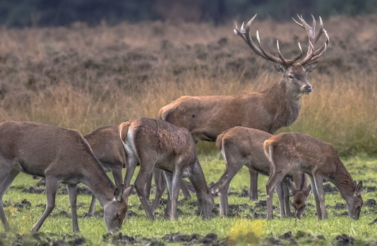 Strategie riproduttive degli ungulati: i costi dell’amore Strategie riproduttive degli ungulati i costi dell’amore