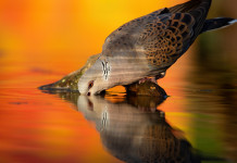 “Il governo si dica contrario alla sospensione della caccia alla tortora” caccia alla tortora: tortora beve in un corso d'acqua al tramonto