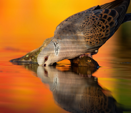 “Il governo si dica contrario alla sospensione della caccia alla tortora” caccia alla tortora: tortora beve in un corso d'acqua al tramonto