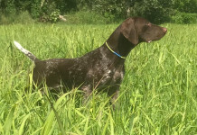 Tedesco o italiano, ma sempre kurzhaar kurzhaar