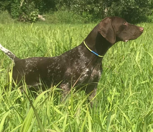 Tedesco o italiano, ma sempre kurzhaar kurzhaar