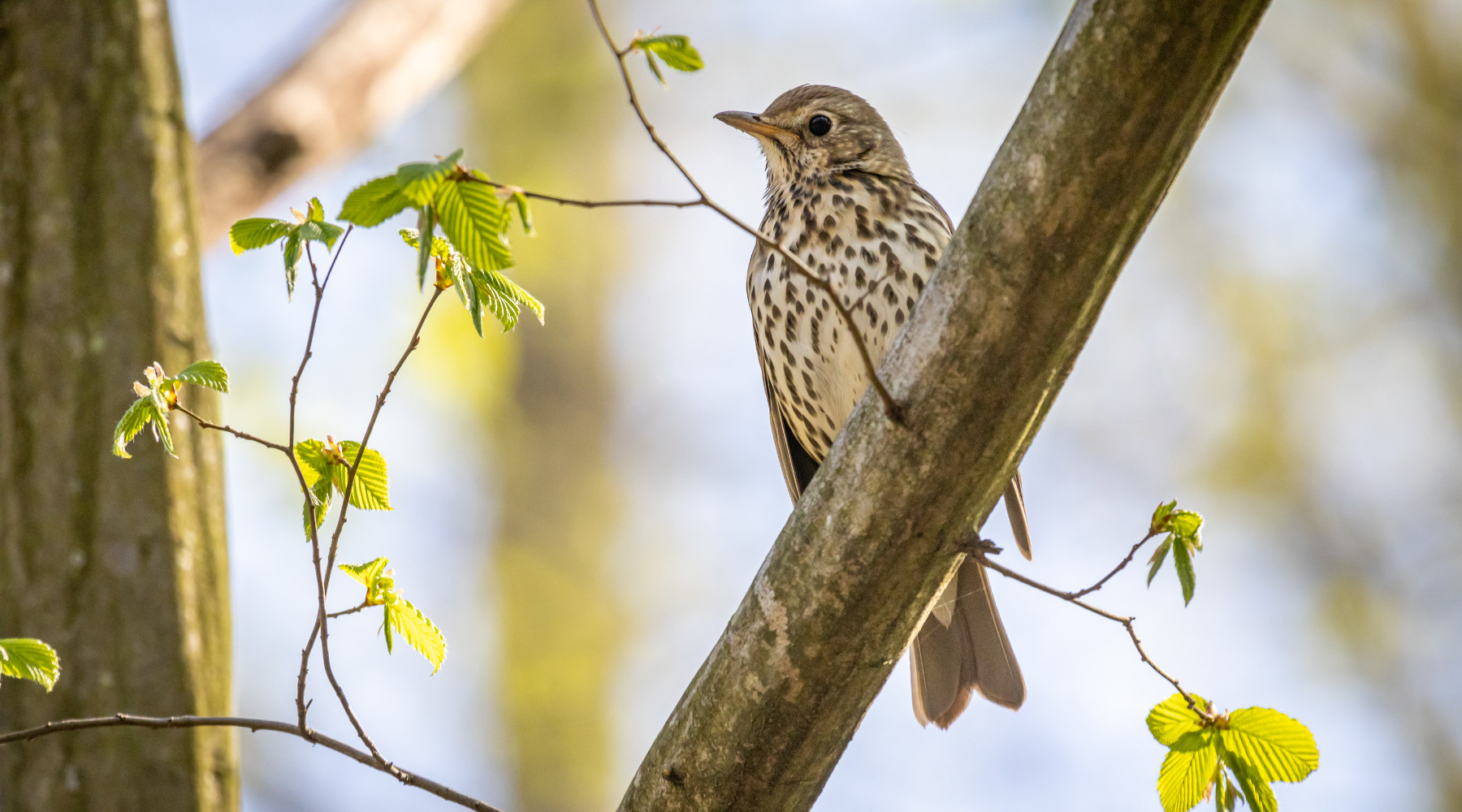 Appostamenti fissi nelle Marche ecco la nuova procedura Appostamenti fissi nelle Marche: tordo sul ramo di un albero