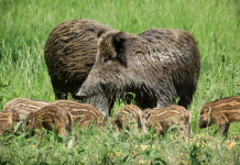 Approvato piano per la caccia di selezione al cinghiale nelle Marche caccia di selezione al cinghiale: due femmine di cinghiale adulte con piccoli