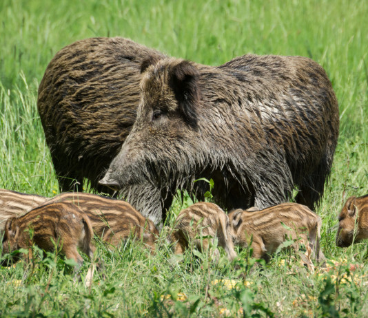 Approvato piano per la caccia di selezione al cinghiale nelle Marche caccia di selezione al cinghiale: due femmine di cinghiale adulte con piccoli
