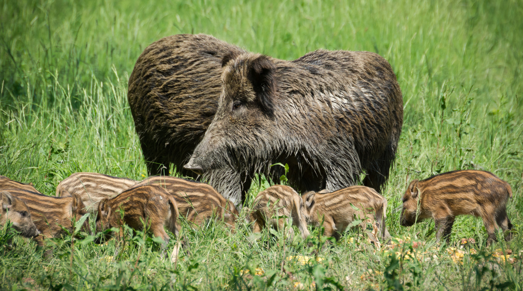 Approvato piano per la caccia di selezione al cinghiale nelle Marche caccia di selezione al cinghiale: due femmine di cinghiale adulte con piccoli