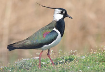Caccia alla pavoncella e al moriglione, la sentenza del Tar caccia alla pavoncella