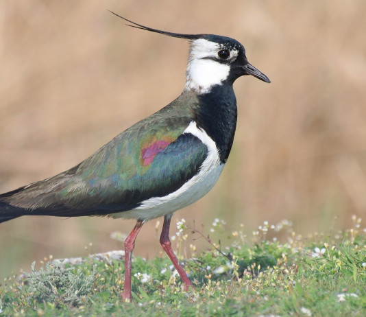 Caccia alla pavoncella e al moriglione, la sentenza del Tar caccia alla pavoncella