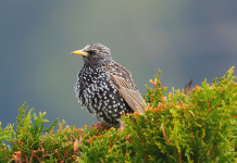 Caccia allo storno in Toscana, ecco i dettagli caccia allo storno in Toscana: storno su ramo d'albero