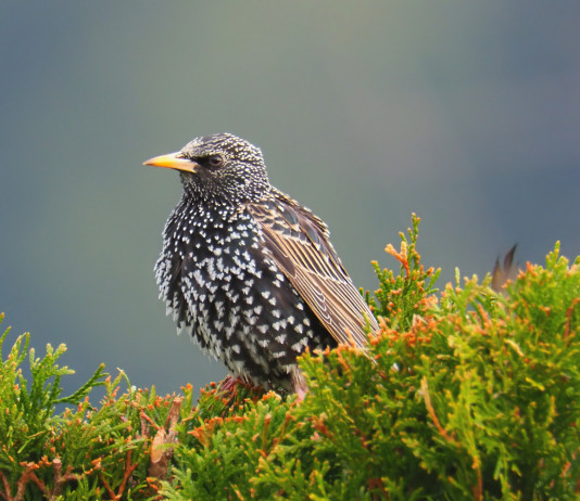Caccia allo storno in Toscana, ecco i dettagli caccia allo storno in Toscana: storno su ramo d'albero