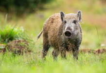 Caccia di selezione al cinghiale in Toscana, il corso di Cedaf caccia di selezione al cinghiale