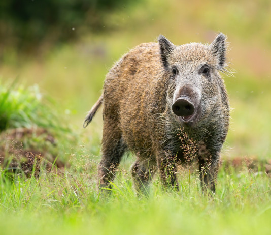 Caccia di selezione al cinghiale in Toscana, il corso di Cedaf caccia di selezione al cinghiale