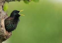 Caccia in deroga allo storno, Toscana approva delibera caccia in deroga allo storno