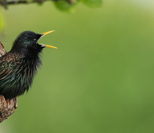 Caccia in deroga allo storno, Toscana approva delibera caccia in deroga allo storno