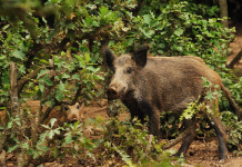 Cacciatori e controllo faunistico: le parole del ministro alla Camera Cacciatori e controllo faunistico: cinghiale nel bosco