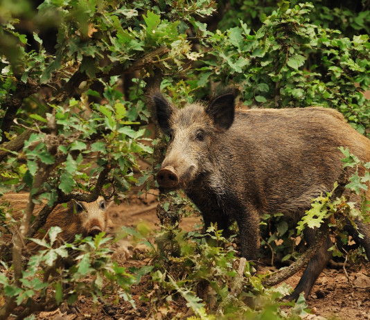 Cacciatori e controllo faunistico: le parole del ministro alla Camera Cacciatori e controllo faunistico: cinghiale nel bosco