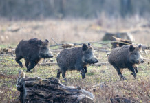 Cacciatori e controllo faunistico, la richiesta di Forza Italia Friuli controllo faunistico e cacciatori: tre cinghiali corrono nel bosco