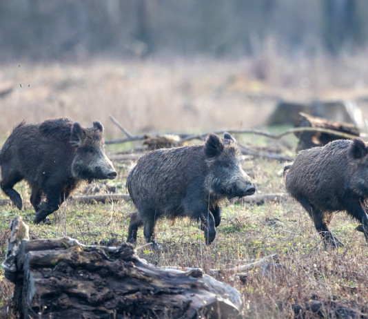 Cacciatori e controllo faunistico, la richiesta di Forza Italia Friuli controllo faunistico e cacciatori: tre cinghiali corrono nel bosco