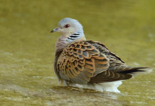 Calendario venatorio della Campania, le richieste di cacciatori e agricoltori calendario venatorio della Campania: tortora in ambiente acquatico