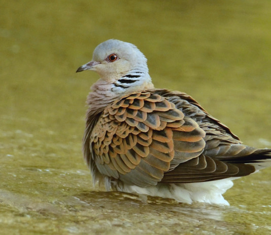 Calendario venatorio della Campania, le richieste di cacciatori e agricoltori calendario venatorio della Campania: tortora in ambiente acquatico
