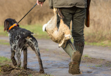 Calendario venatorio della Sardegna ok con tre riserve calendario venatorio della Sardegna: cacciatore con cane al guinzaglio e lepre nella cacciatora