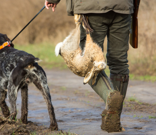 Calendario venatorio della Sardegna ok con tre riserve calendario venatorio della Sardegna: cacciatore con cane al guinzaglio e lepre nella cacciatora