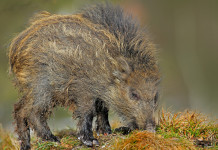 Coldiretti, cinghiali: “Cambiate la legge quadro sulla caccia” legge quadro sulla caccia: cinghiale mangia