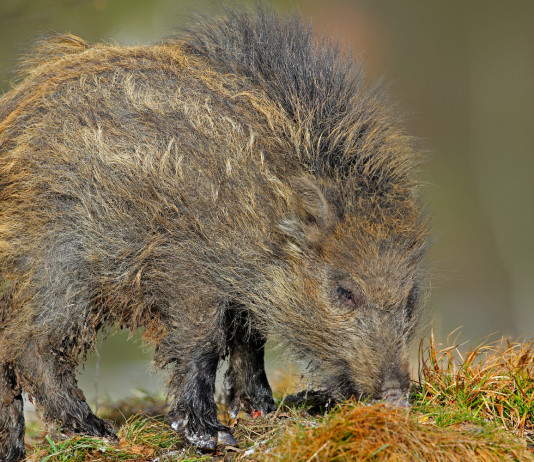 Coldiretti, cinghiali: “Cambiate la legge quadro sulla caccia” legge quadro sulla caccia: cinghiale mangia