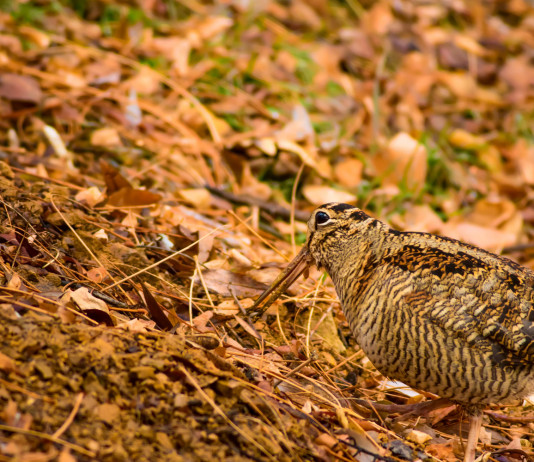 Conservazione della migratoria, interrogazione dell’intergruppo Caccia Conservazione della migratoria: beccaccia in ambiente autunnale