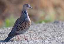 Conservazione della tortora, l’intergruppo Caccia scrive alla Commissione conservazione della tortora: tortora in ambiente naturale