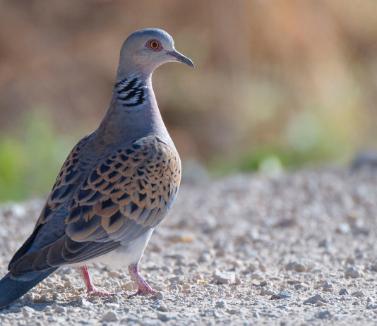 Conservazione della tortora, l’intergruppo Caccia scrive alla Commissione conservazione della tortora: tortora in ambiente naturale