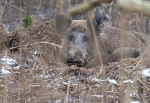 Contenimento dei cinghiali nel Parco dei Colli euganei, Regione stanzia fondi Contenimento dei cinghiali nel Parco dei Colli euganei, Regione stanzia fondi