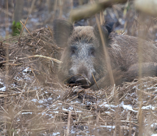 Contenimento dei cinghiali nel Parco dei Colli euganei, Regione stanzia fondi Contenimento dei cinghiali nel Parco dei Colli euganei, Regione stanzia fondi