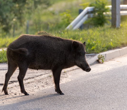Contenimento del cinghiale in città, l’ordinanza del Comune di Perugia Contenimento del cinghiale in città