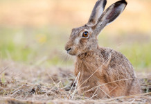 C’è l’accordo sulla nuova politica agricola europea accordo sulla nuova politica agricola europea: lepre in un prato