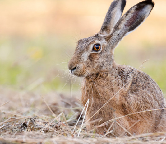 C’è l’accordo sulla nuova politica agricola europea accordo sulla nuova politica agricola europea: lepre in un prato
