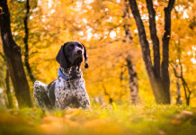 Ddl sulla tutela costituzionale dell’ambiente, ok del Senato Ddl sulla tutela costituzionale dell’ambiente: pointer nella foresta autunnale